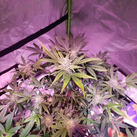 Sweet Gelato Auto 1 growlog timeline photo