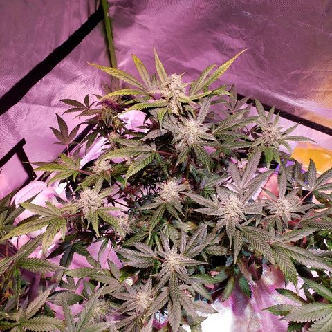 Sweet Gelato Auto 1 growlog timeline photo