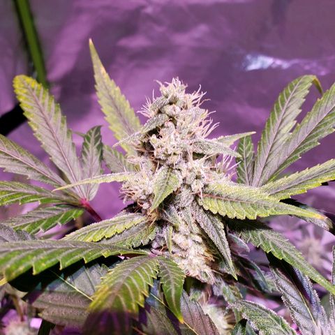 Sweet Gelato Auto 1 growlog timeline photo