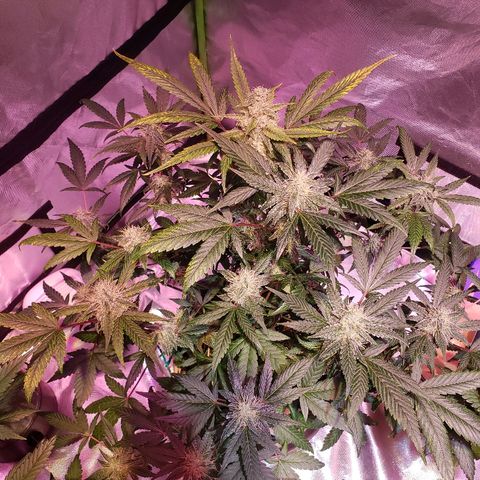Sweet Gelato Auto 1 growlog timeline photo