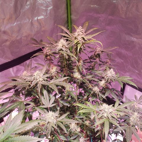 Sweet Gelato Auto 1 growlog timeline photo