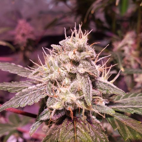 Sweet Gelato Auto 1 growlog timeline photo