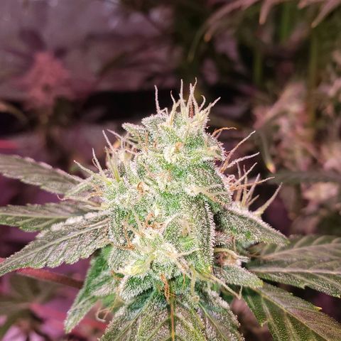 Sweet Gelato Auto 1 growlog timeline photo