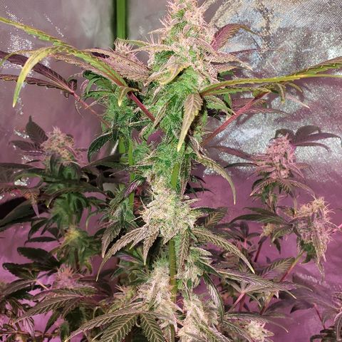Sweet Gelato Auto 1 growlog timeline photo