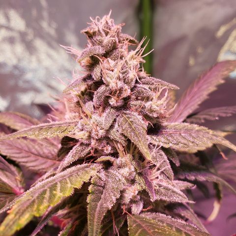 Sweet Gelato Auto 1 growlog timeline photo