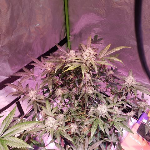 Sweet Gelato Auto 1 growlog timeline photo