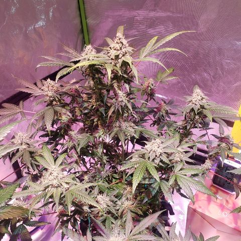 Sweet Gelato Auto 1 growlog timeline photo