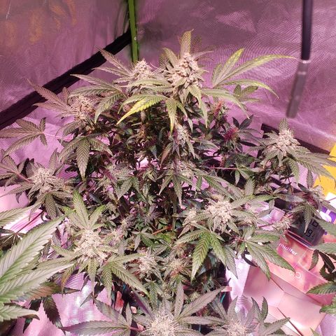 Sweet Gelato Auto 1 growlog timeline photo