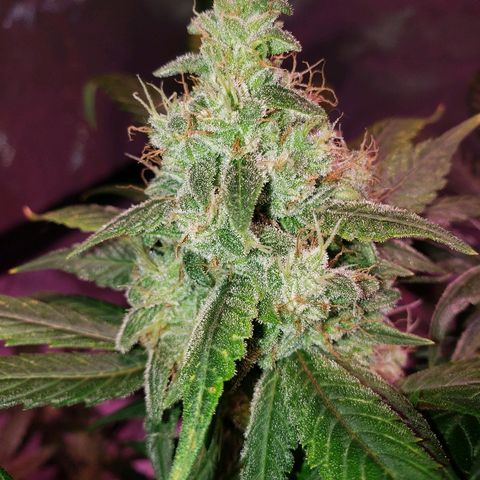 Sweet Gelato Auto 1 growlog timeline photo