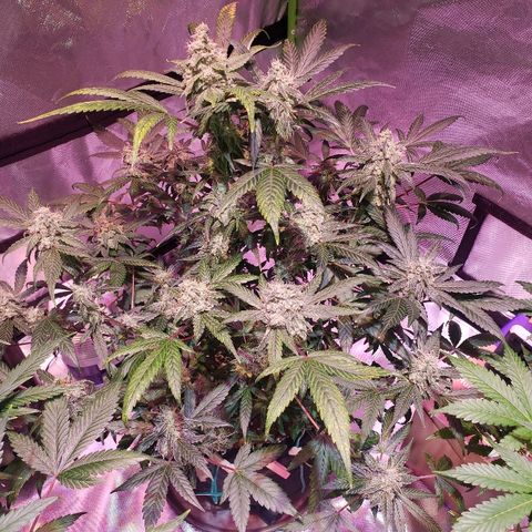 Sweet Gelato Auto 1 growlog timeline photo