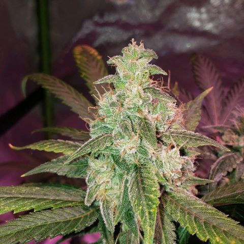 Sweet Gelato Auto 1 growlog timeline photo
