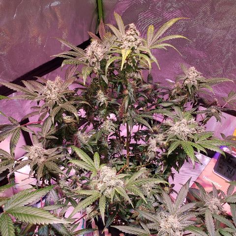 Sweet Gelato Auto 1 growlog timeline photo