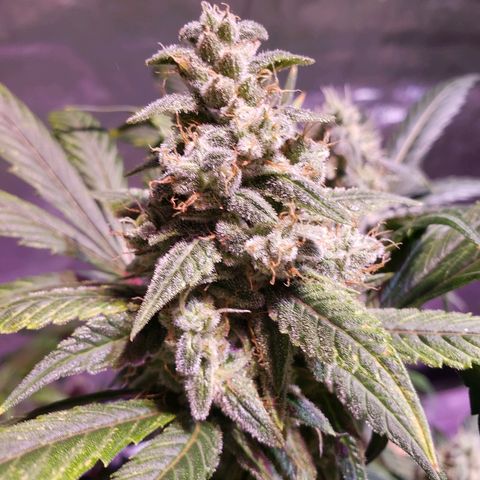 Sweet Gelato Auto 1 growlog timeline photo