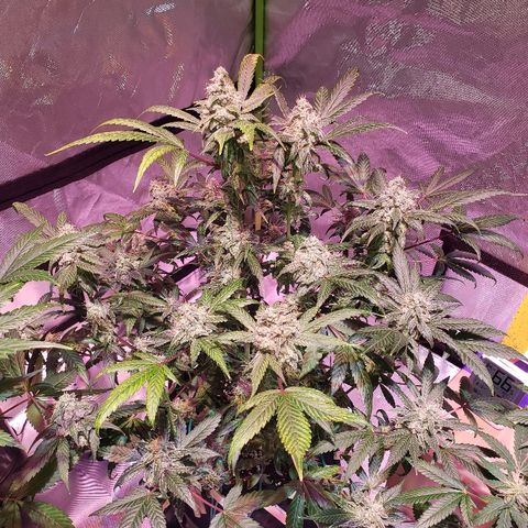 Sweet Gelato Auto 1 growlog timeline photo