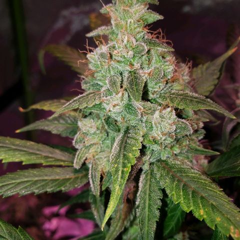 Sweet Gelato Auto 1 growlog timeline photo