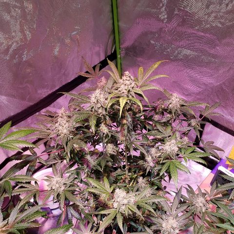 Sweet Gelato Auto 1 growlog timeline photo
