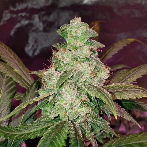 Sweet Gelato Auto 1 growlog timeline photo