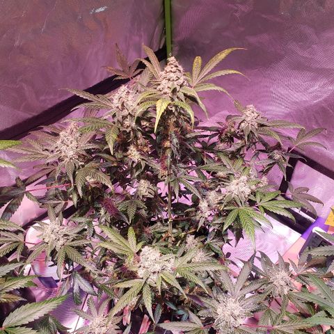Sweet Gelato Auto 1 growlog timeline photo