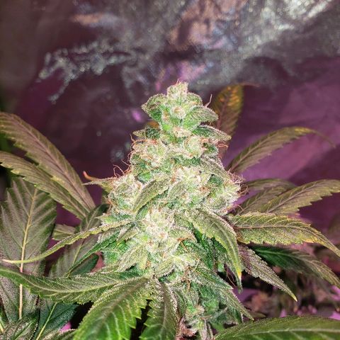 Sweet Gelato Auto 1 growlog timeline photo
