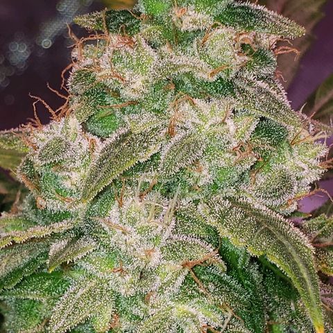 Sweet Gelato Auto 1 growlog timeline photo
