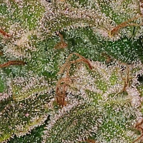 Sweet Gelato Auto 1 growlog timeline photo