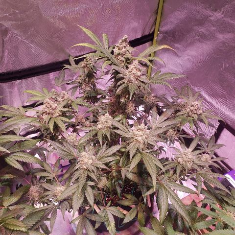Sweet Gelato Auto 1 growlog timeline photo