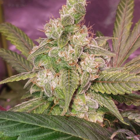 Sweet Gelato Auto 1 growlog timeline photo