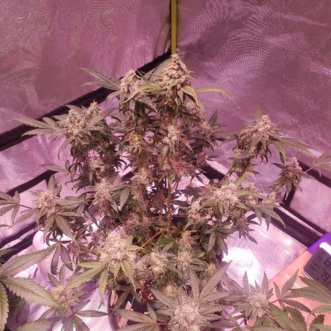 Sweet Gelato Auto 1 growlog photo: After some heavy defoliation