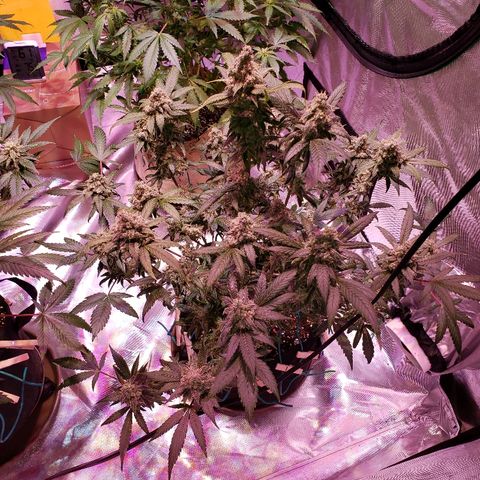 Sweet Gelato Auto 1 growlog timeline photo