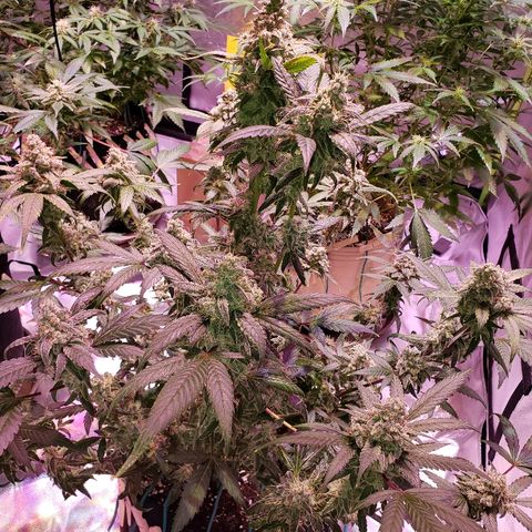 Sweet Gelato Auto 1 growlog timeline photo