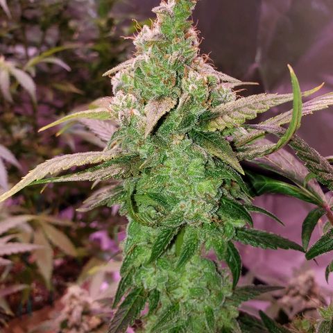 Sweet Gelato Auto 1 growlog timeline photo