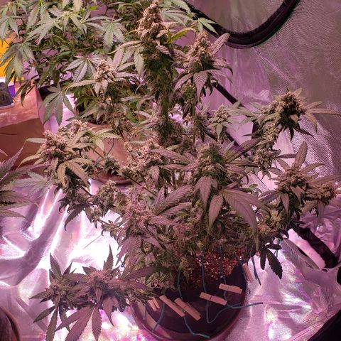 Sweet Gelato Auto 1 growlog timeline photo