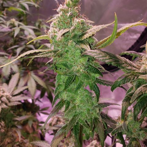 Sweet Gelato Auto 1 growlog timeline photo