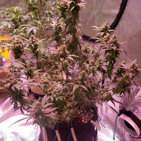 Sweet Gelato Auto 1 growlog timeline photo