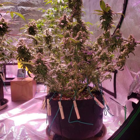 Sweet Gelato Auto 1 growlog timeline photo