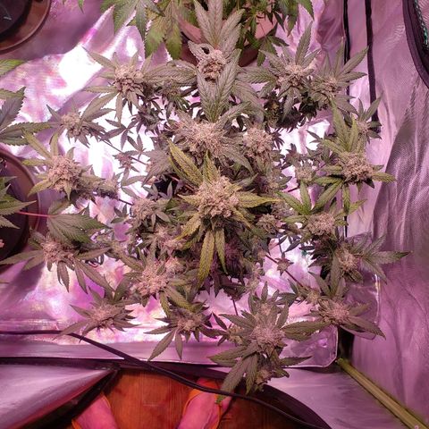 Sweet Gelato Auto 1 growlog timeline photo