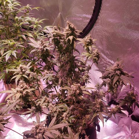 Sweet Gelato Auto 1 growlog timeline photo