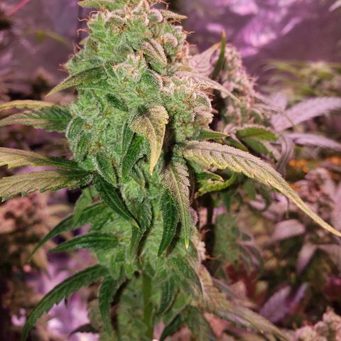 Sweet Gelato Auto 1 growlog timeline photo