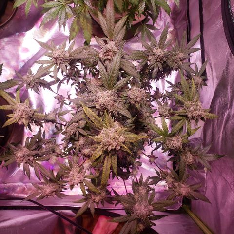 Sweet Gelato Auto 1 growlog timeline photo