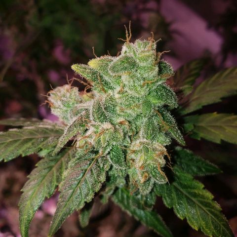Sweet Gelato Auto 1 growlog timeline photo