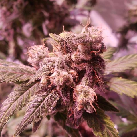Sweet Gelato Auto 1 growlog timeline photo