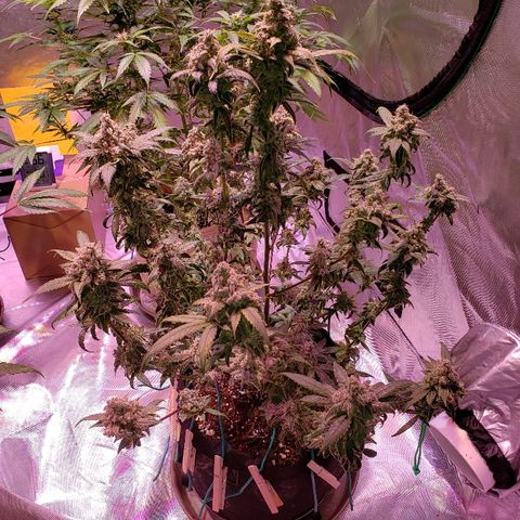 Sweet Gelato Auto 1 growlog timeline photo