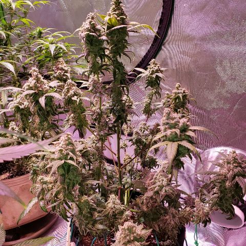 Sweet Gelato Auto 1 growlog timeline photo