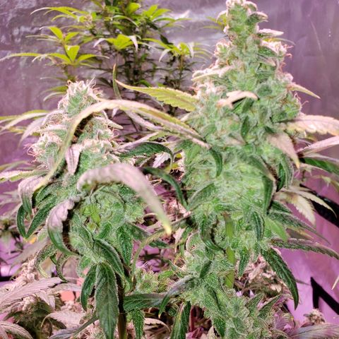 Sweet Gelato Auto 1 growlog timeline photo