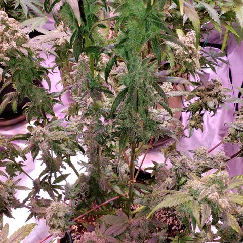 Sweet Gelato Auto 1 growlog timeline photo