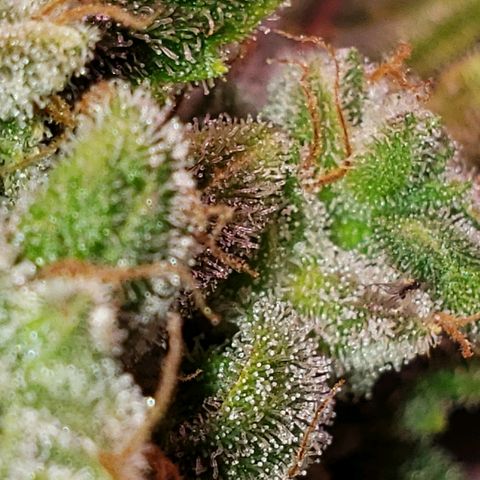 Sweet Gelato Auto 1 growlog timeline photo