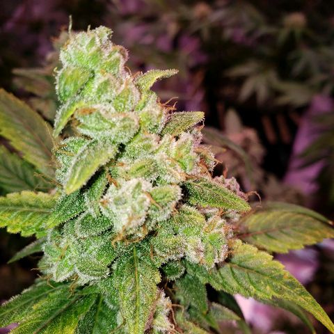 Sweet Gelato Auto 1 growlog timeline photo