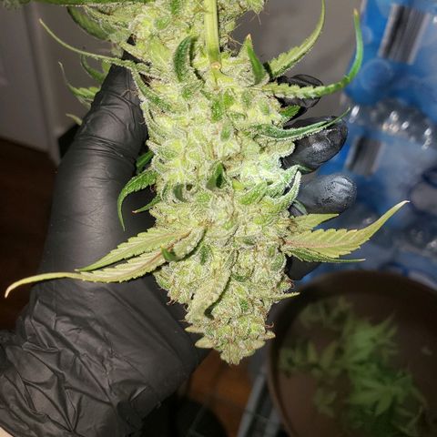 Sweet Gelato Auto 1 growlog timeline photo