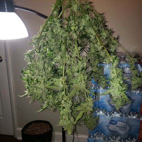 Sweet Gelato Auto 1 growlog timeline photo