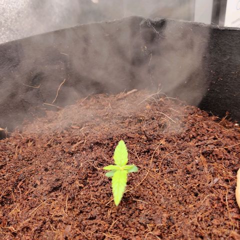 Pineapple Express Auto growlog timeline photo